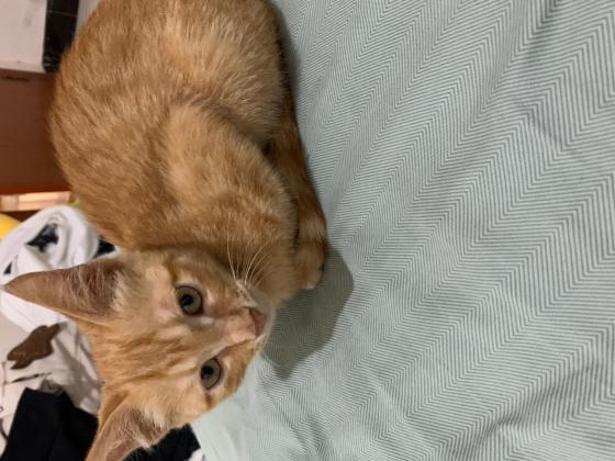 猫咪·小橘猫·猫咪