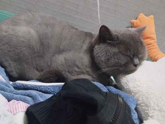 猫咪·蓝猫·果冻