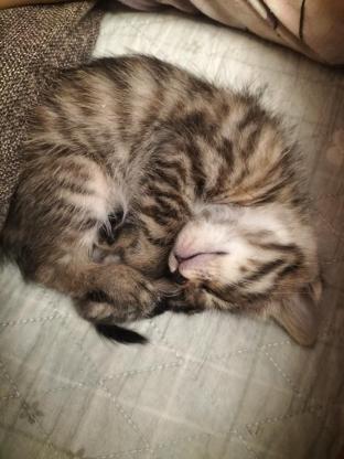 猫咪·狸花猫·招财