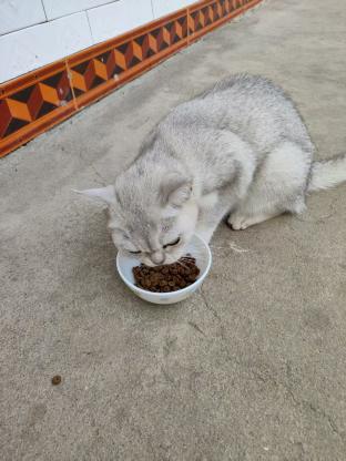 猫咪·银渐层·猫