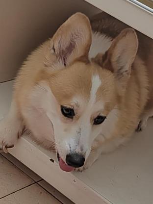 狗狗·柯基·蛋挞