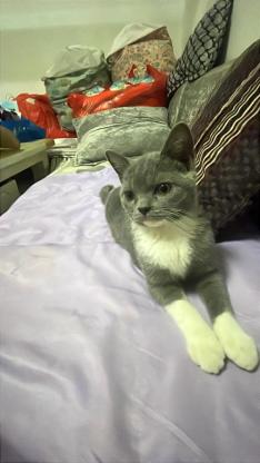 猫咪·蓝猫·小灰灰