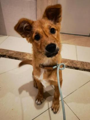 狗狗·中华田园犬·溪溪