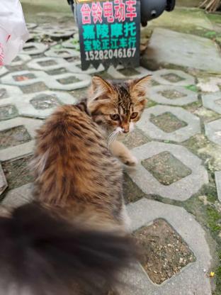猫咪·狸花猫·无