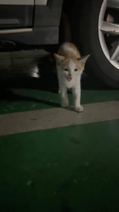 猫咪·橘白猫·无