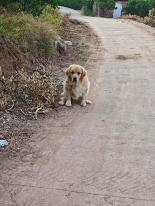 狗狗·金毛·多多