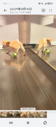 狗狗·小柴犬·奶茶或者椰椰