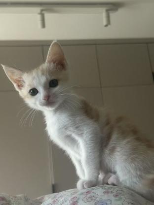 猫咪·橘猫·小麦