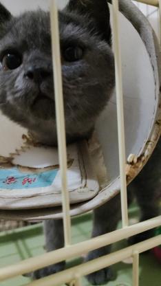 猫咪·蓝猫·榴莲
