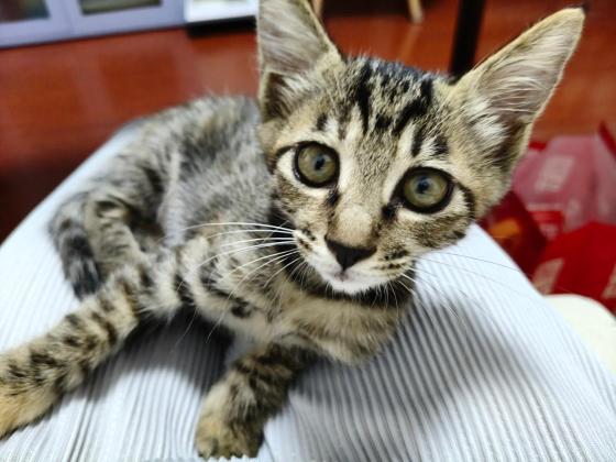 猫咪·田园猫·狸花猫