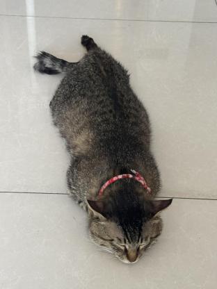 猫咪·狸花猫·南瓜