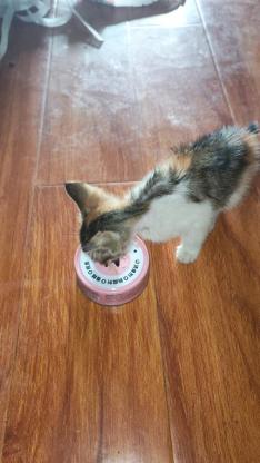 猫咪·三花·无