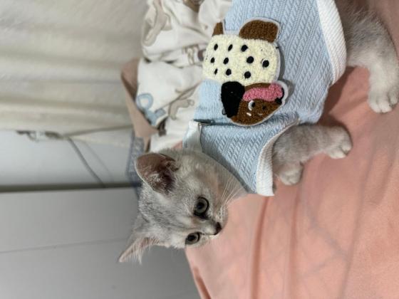 猫咪·银渐层·喵喵