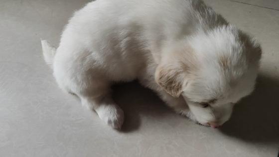 狗狗·土狗·暂时没有