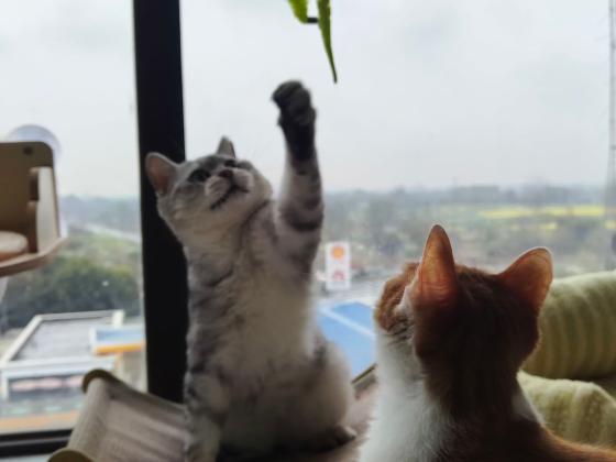 猫咪·美短虎斑·虎子