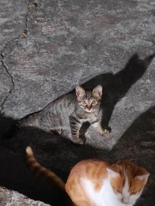猫咪·狸花猫·无