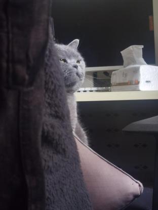 猫咪·蓝猫·卡洛