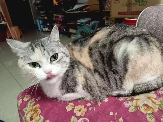 猫咪·混血美国短毛猫·妞妞