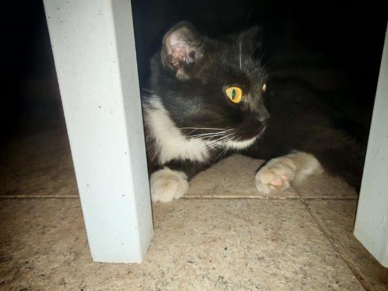 猫咪·奶牛猫·建国