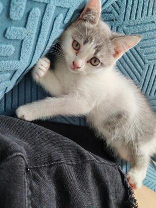 猫咪·蓝白串·无