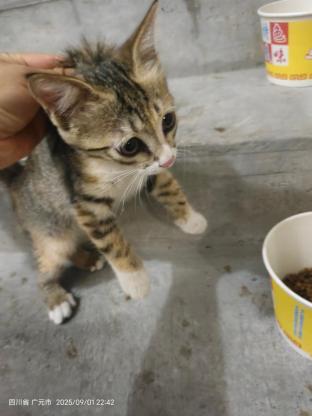 猫咪·狸花·无