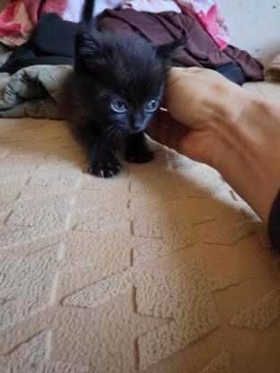 猫咪·黑猫有点狸花花纹·无