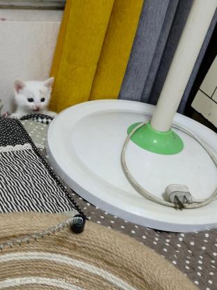 猫咪·流浪三花生的·无