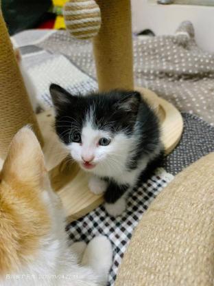 猫咪·长毛黑白猫·无