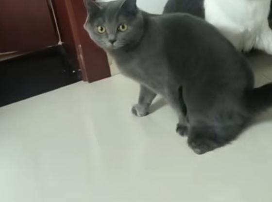 猫咪·蓝猫·平安