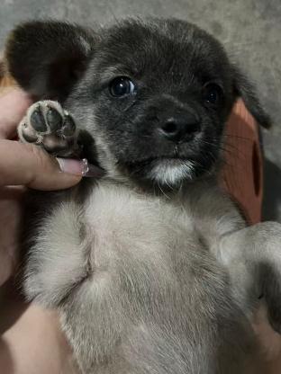 狗狗·田园犬·无