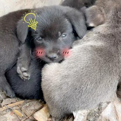 狗狗·田园犬·小黑土狗狗