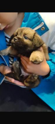 狗狗·田园犬·小土狗