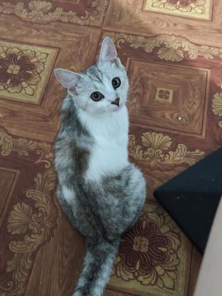 猫咪·简州猫串串·悠米