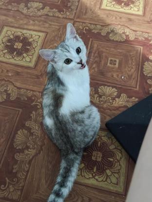 猫咪·简州猫·悠米