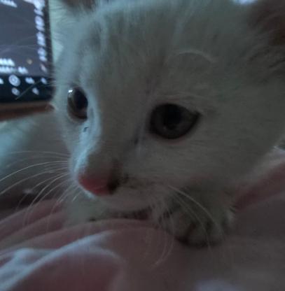 猫咪·小白猫·奶油