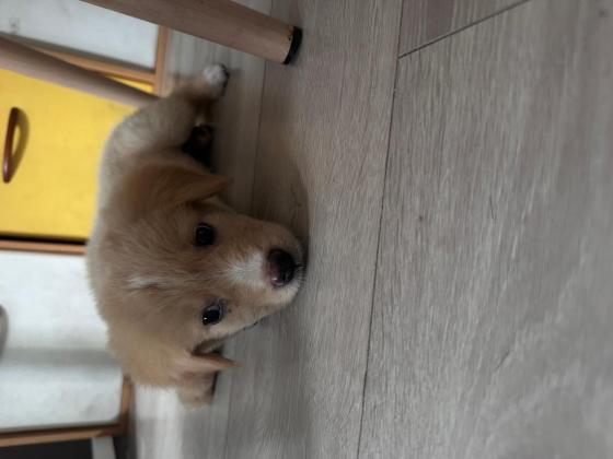 狗狗·土狗·未取名