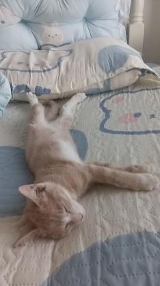 猫咪·橘白·奶茶