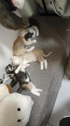 猫咪·田园猫·咪咪