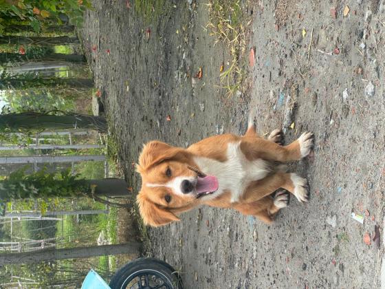 狗狗·柯基串串·柯基串串