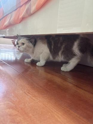 猫咪·三花蓝白猫·花花