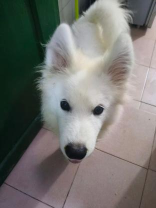 狗狗·萨摩耶·Coco