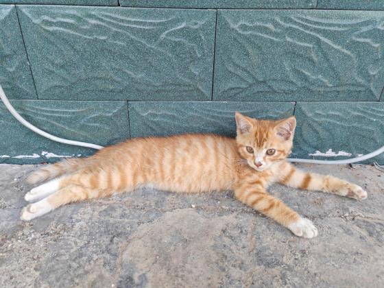 猫咪·中华田园猫·小橘猫