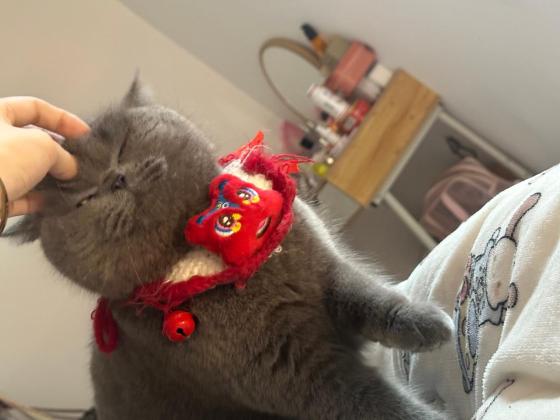猫咪·蓝猫·腿腿