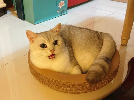 猫咪·银渐层·披萨