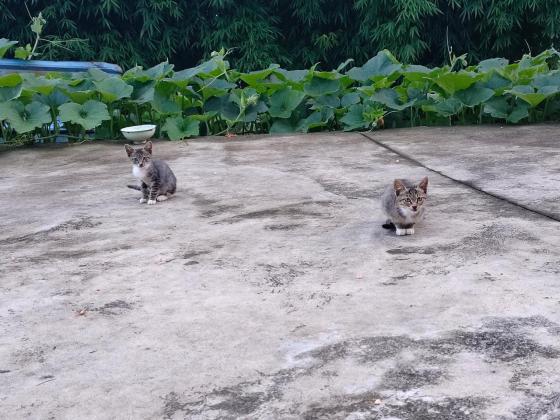 猫咪·狸花·无