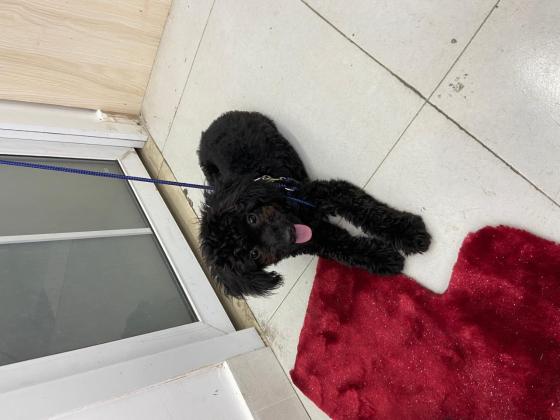 狗狗·黑泰迪·元宝