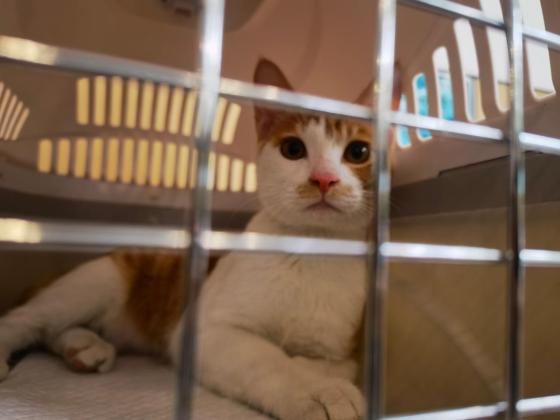 猫咪·橘白·咪咪