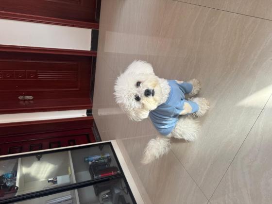 狗狗·比熊·多多