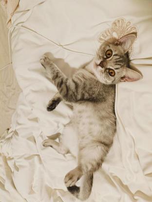 猫咪·英短虎斑·薯条