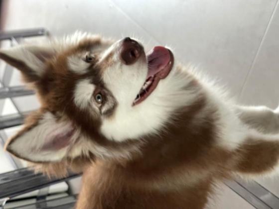 狗狗·阿拉斯加·糯米